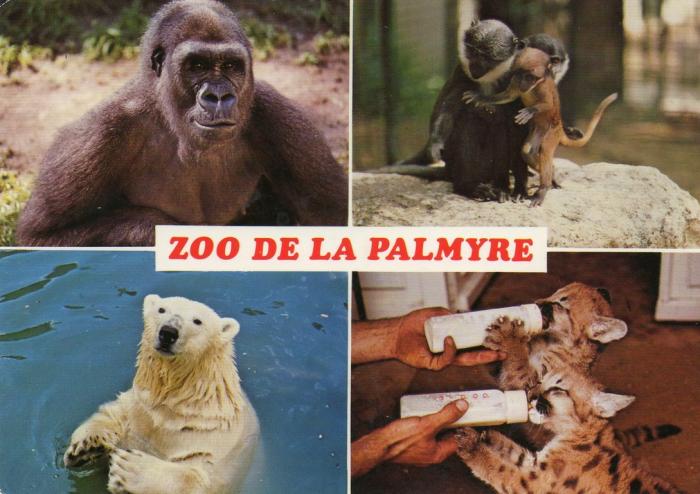 Gorille - Singes Lhoest - Ours blanc - Bébé Pumas - 1984