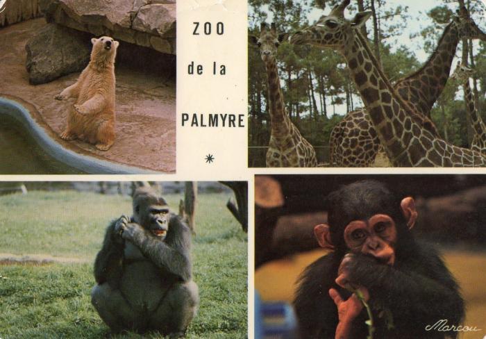 L’ours blanc, les girafes, le gorille , un jeune chimpanzé - 1983