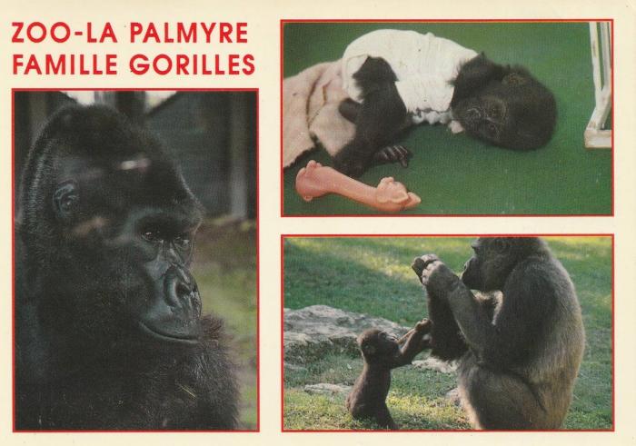 Le mâle - Bébé - Femelle et son petit