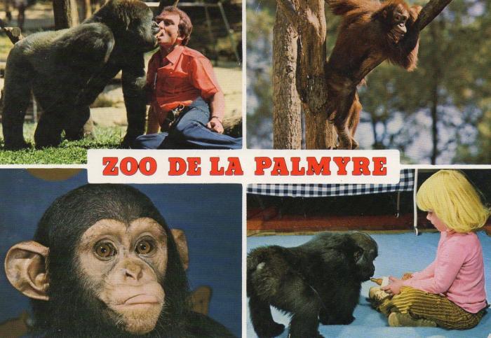 Mr Caillé et Nathalie avec Gorille, Orang-outan, Chimpanzé, Gorille - 1987