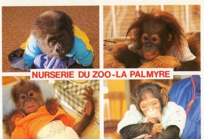 Gorille né en 1986, Orang-outang né en 1987, Orang-outang né en 1987, Chimpanzé né en 1987