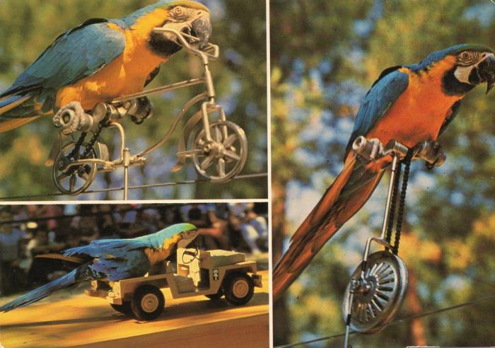 Pour la première fois en France, Spectacle de classe internationale de perroquets