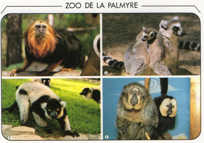 Singe Tamarin lion (très rare) - Lémur catta Maki vari - Singe Saki (très rare)