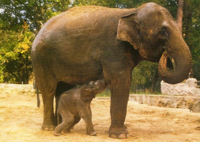 Alix et son bébé Homaline née au Zoo e 26 Octobre 1995