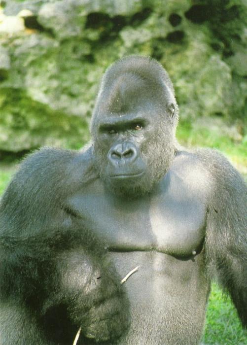 Balou - Gorille - 1999