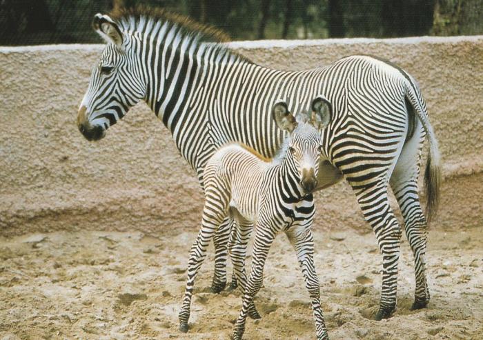 Zèbre de Grévy et son bébé
