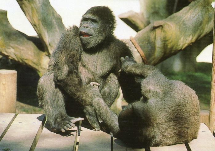 Gorilles nés au parc