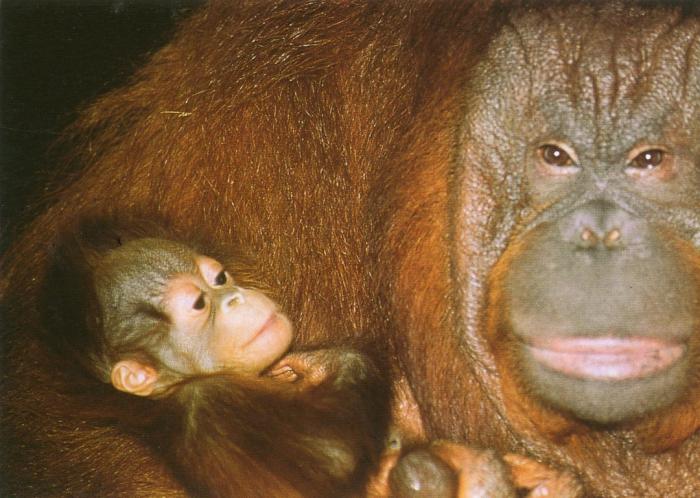 Orang-outang de Bornéo et son bébé - 1998