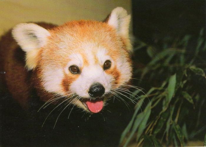 Petit Panda
