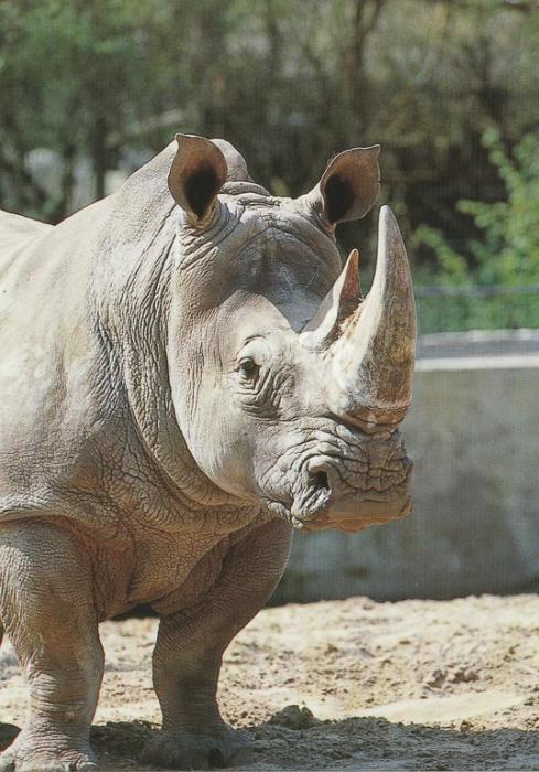 Rhinocéros d'Afrique