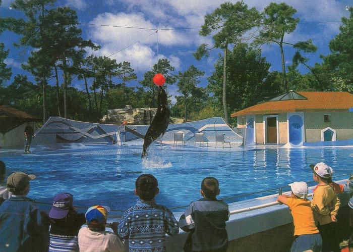 Spectacle d’otaries