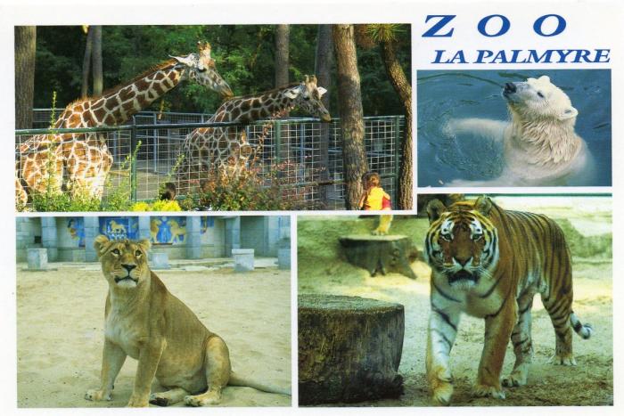Les girafes, ours blancs, Lionne, Tigre