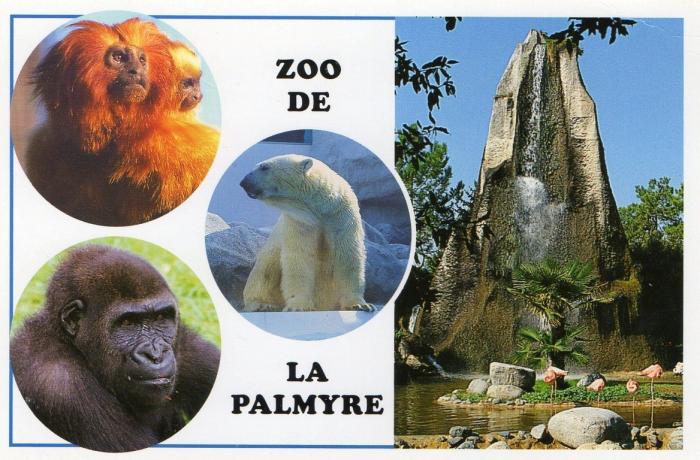 Tamarins lions - Gorille - Ours blanc Rocher et flamants roses