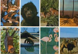 Animalium Zoo - 1ère collection privée de France
