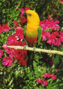 Conure Jendaya