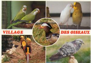Perruche souris - Canard mandarin - Perruches ondulées Faisans dorés - Pigeon frisé hongrois
