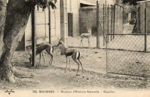 Gazelles