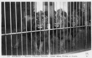 Lions : Athos, Porthos et Aramis
