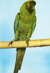Perroquet Ara militaire