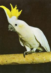 Kiki le cacatoès à huppe jaune - 1980