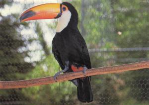 Toucan toco - 1994