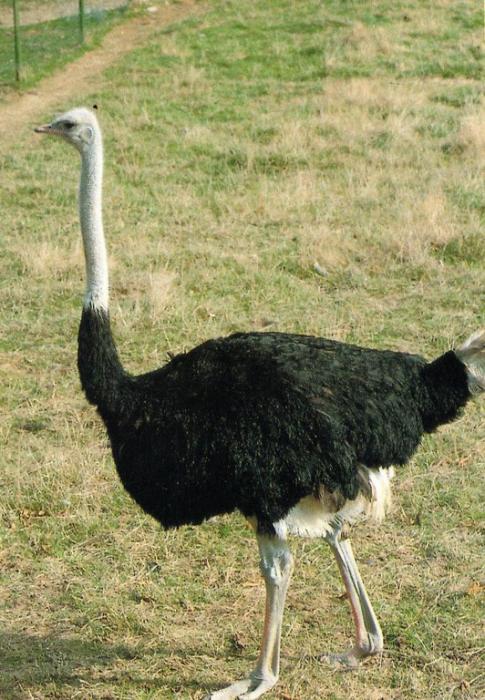 Autruche Originaire d'Afrique - 1992