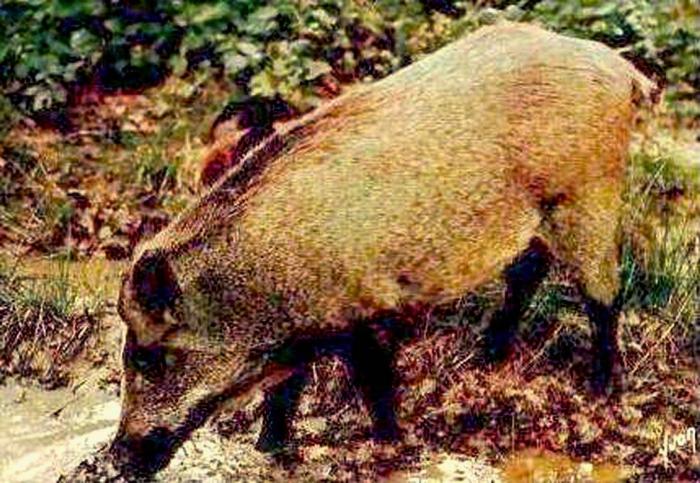 Sanglier