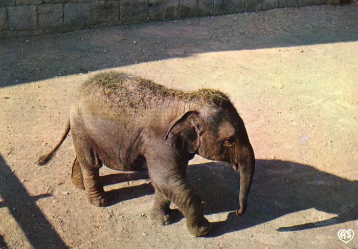 La Citadelle - L’éléphanteau