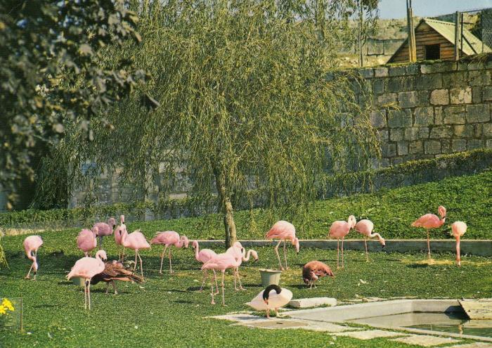 Le zoo de la Citadelle - 1982