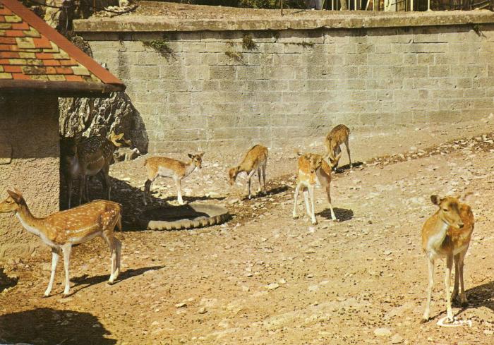 Le zoo de la Citadelle - 1984