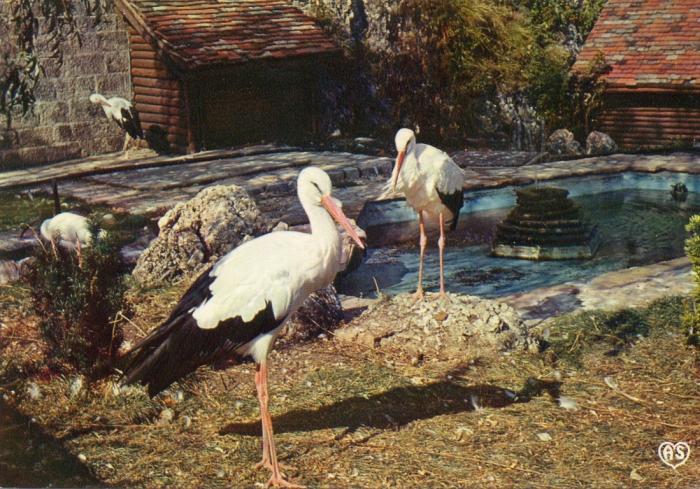 Les cigognes