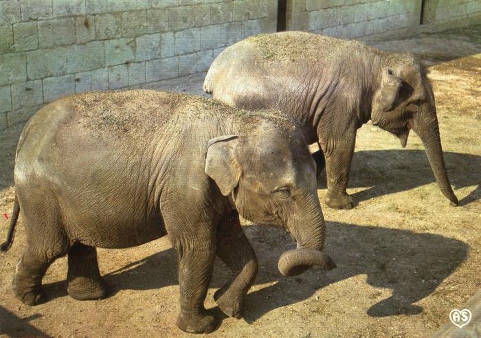 Les éléphants - 1984