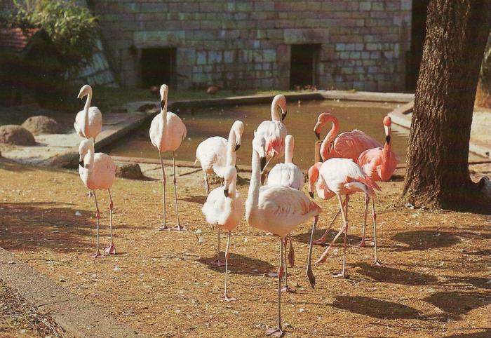 Les flamants - 1965