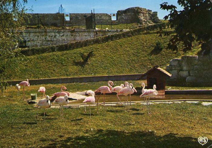 Les flamants roses - 1978