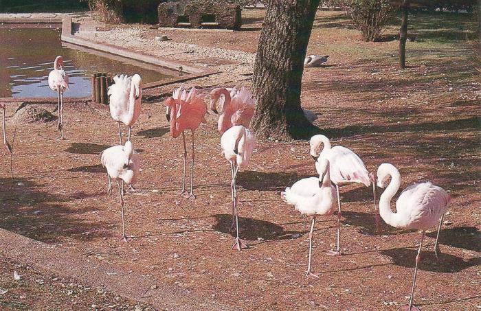 Les flamants roses