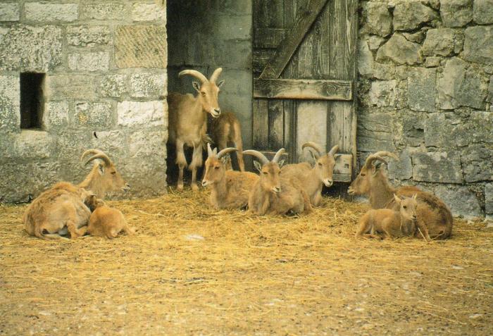 Zoo de la Citadelle de Besançon