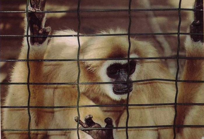 Gibbon à mains blanches