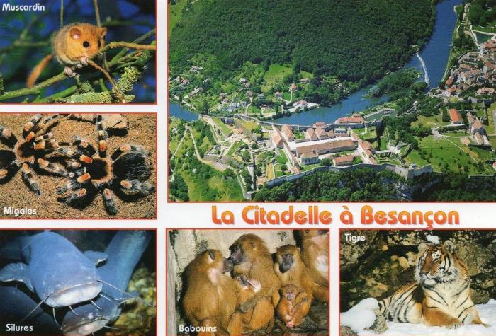 Muscardin - Mygales du Mexique - Silures Babouins de Guinée - Tigre de Sibérie