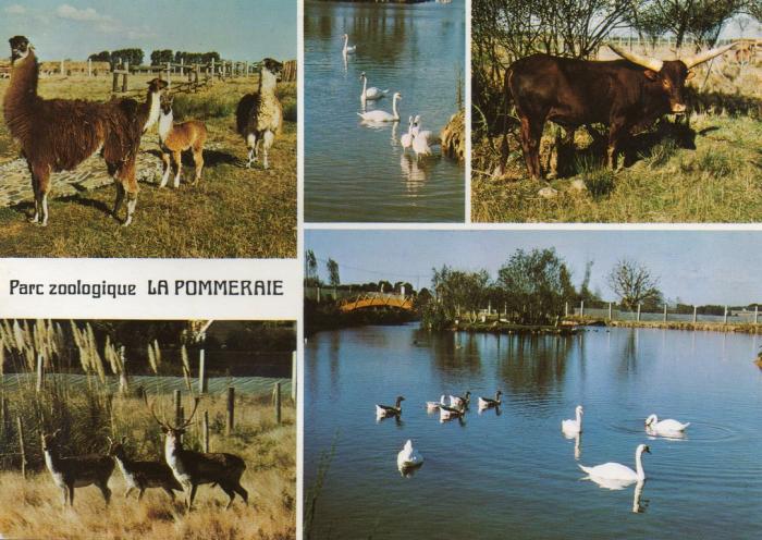 Lamas - Cygnes -Watussi - Daims - Le lac - 1980