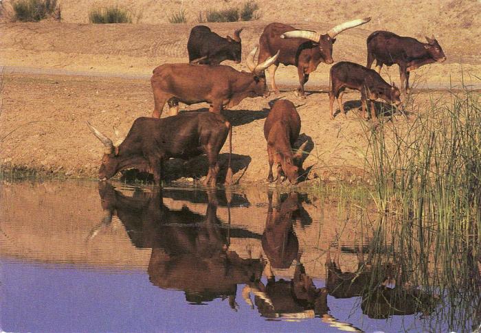 African Safari - 1992