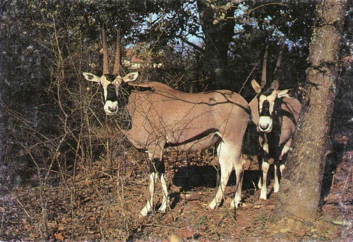 African Safari - 1992