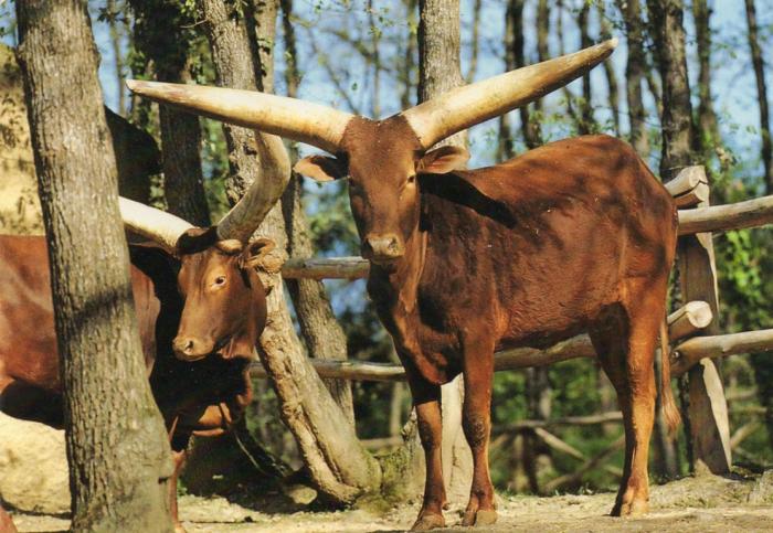 Boeuf watussi - 1987