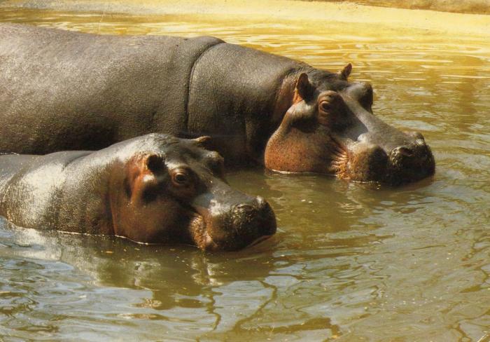 Hippopotame - 1986