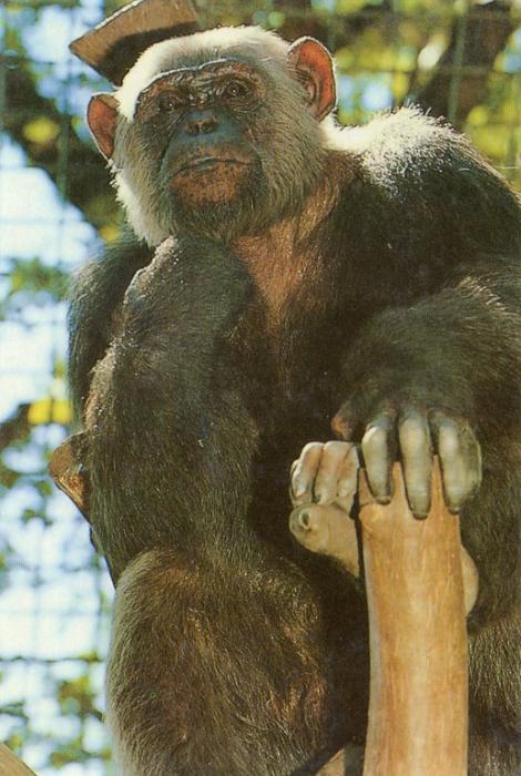 Le chimpanzé ALFRED