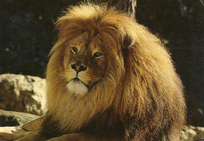 Lion