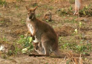 Wallaby de Bennett - 1986