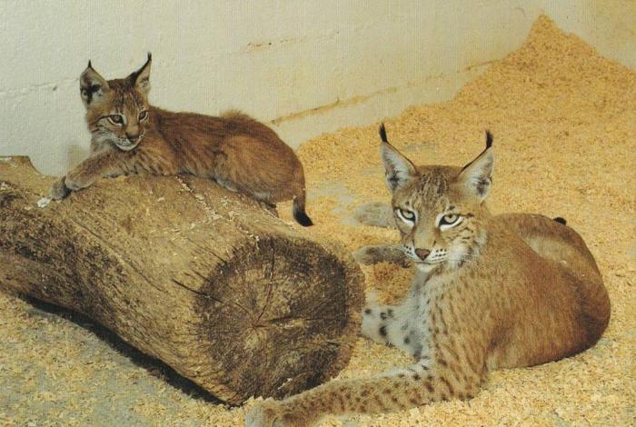 Lynx