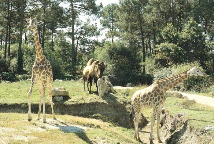 Girafes - Chameau
