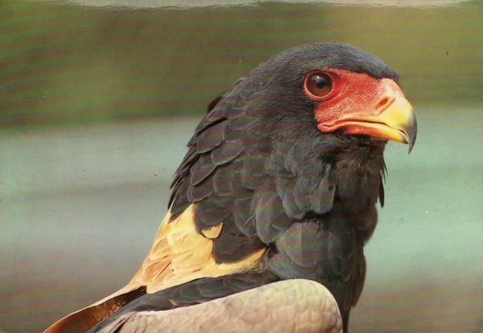 Aigle bateleur