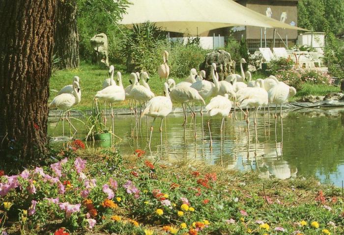 Flamants roses